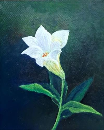 花之三境(一)幽光百合

